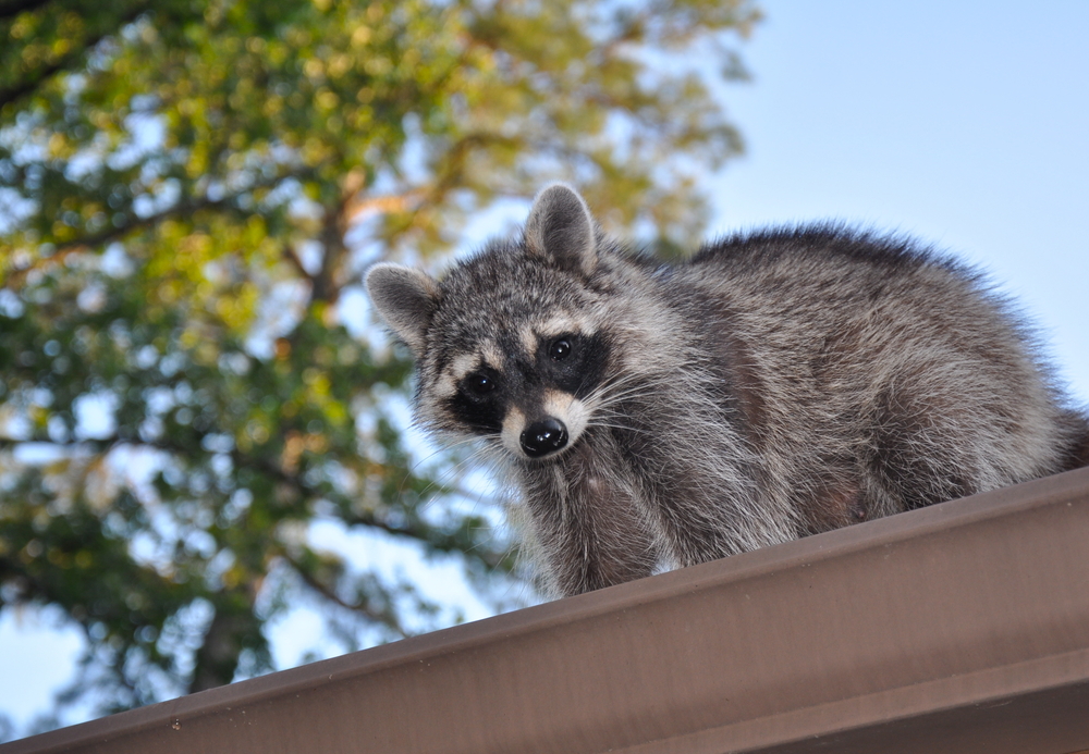 keep racoons off downspouts the modern pros